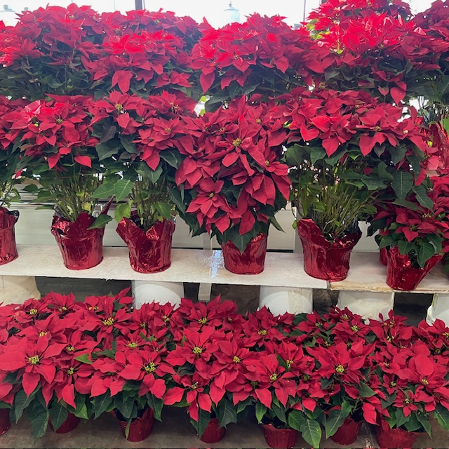 Red Pinchback 10 Inch Display 2 from OC Wholesale Flowers Christmas inventory