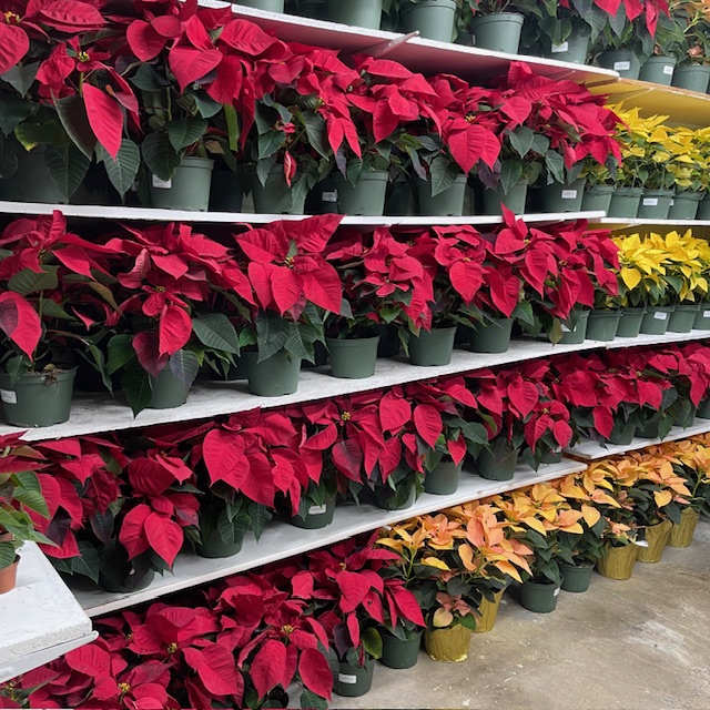 Assorted Poinsettia 6 Inch Display 2 from OC Wholesale Flowers Christmas inventory