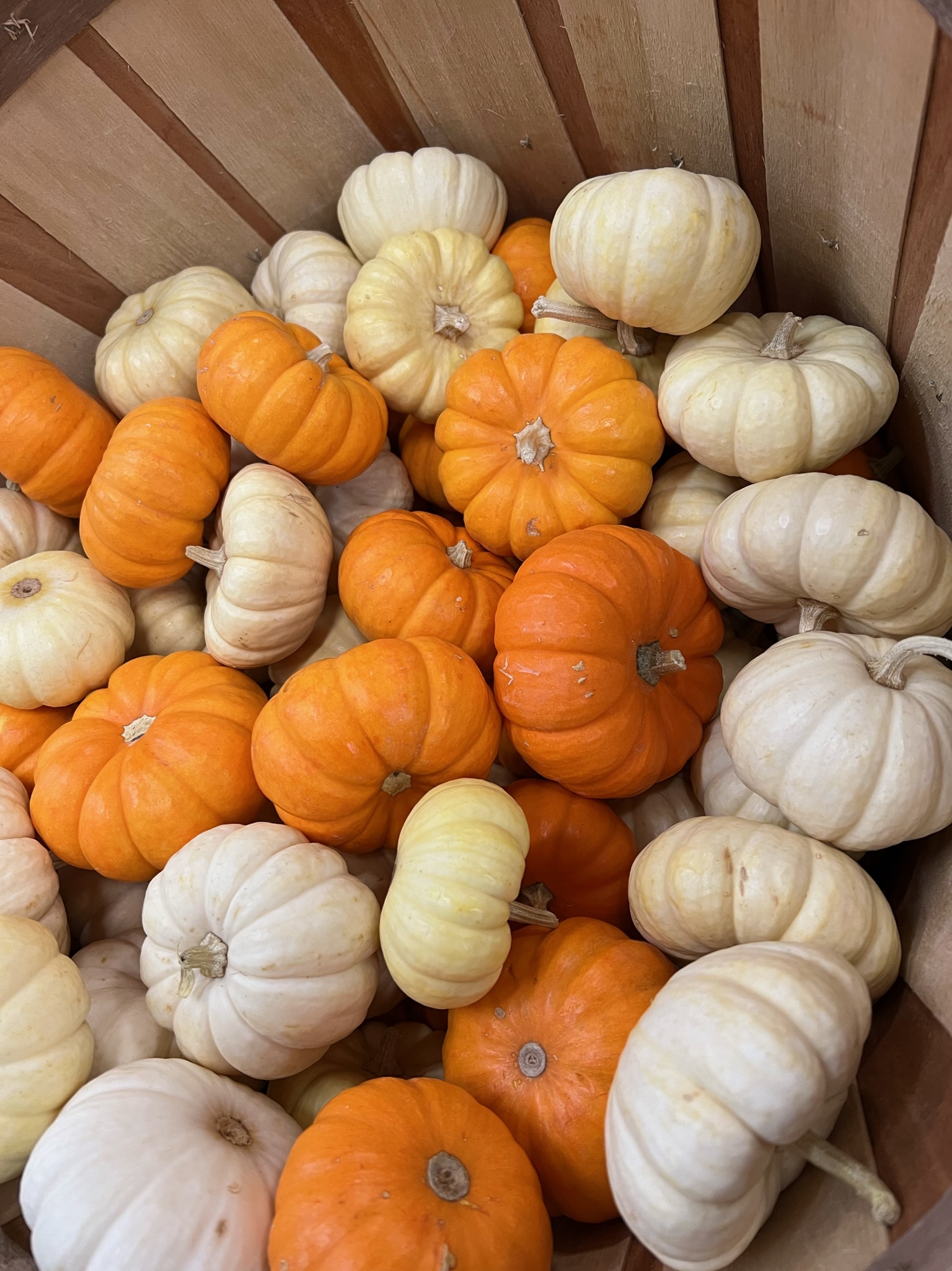 Mini Orange and White Pumpkin from OC Wholesale Flowers Fall inventory