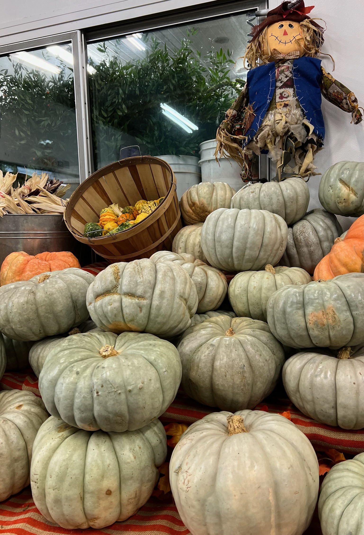 Large Jarradale Pumpkin from OC Wholesale Flowers Fall inventory
