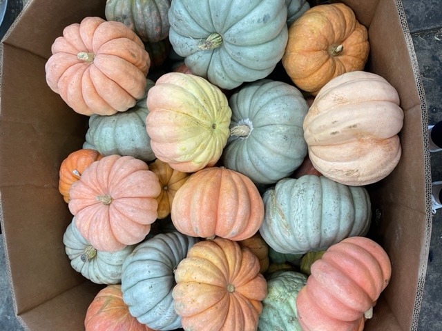 Mini Fairytale Heirloom Pumpkin from OC Wholesale Flowers Fall inventory