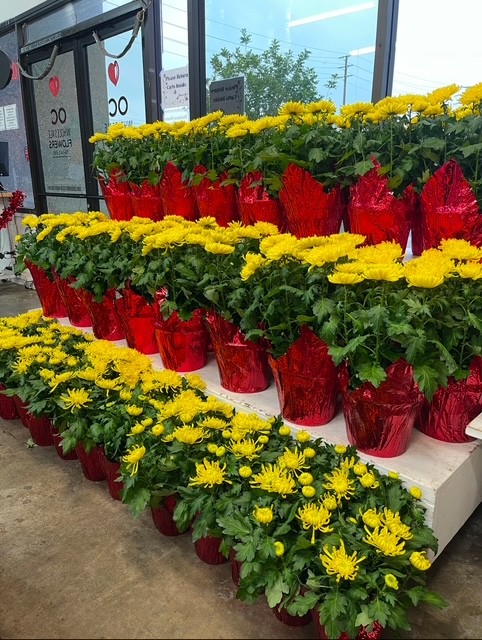 China Mum Plants from OC Wholesale Flowers Lunar New Year Pics inventory