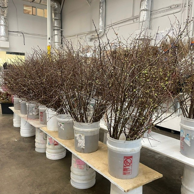 Branches Misc from OC Wholesale Flowers Lunar New Year Pics inventory