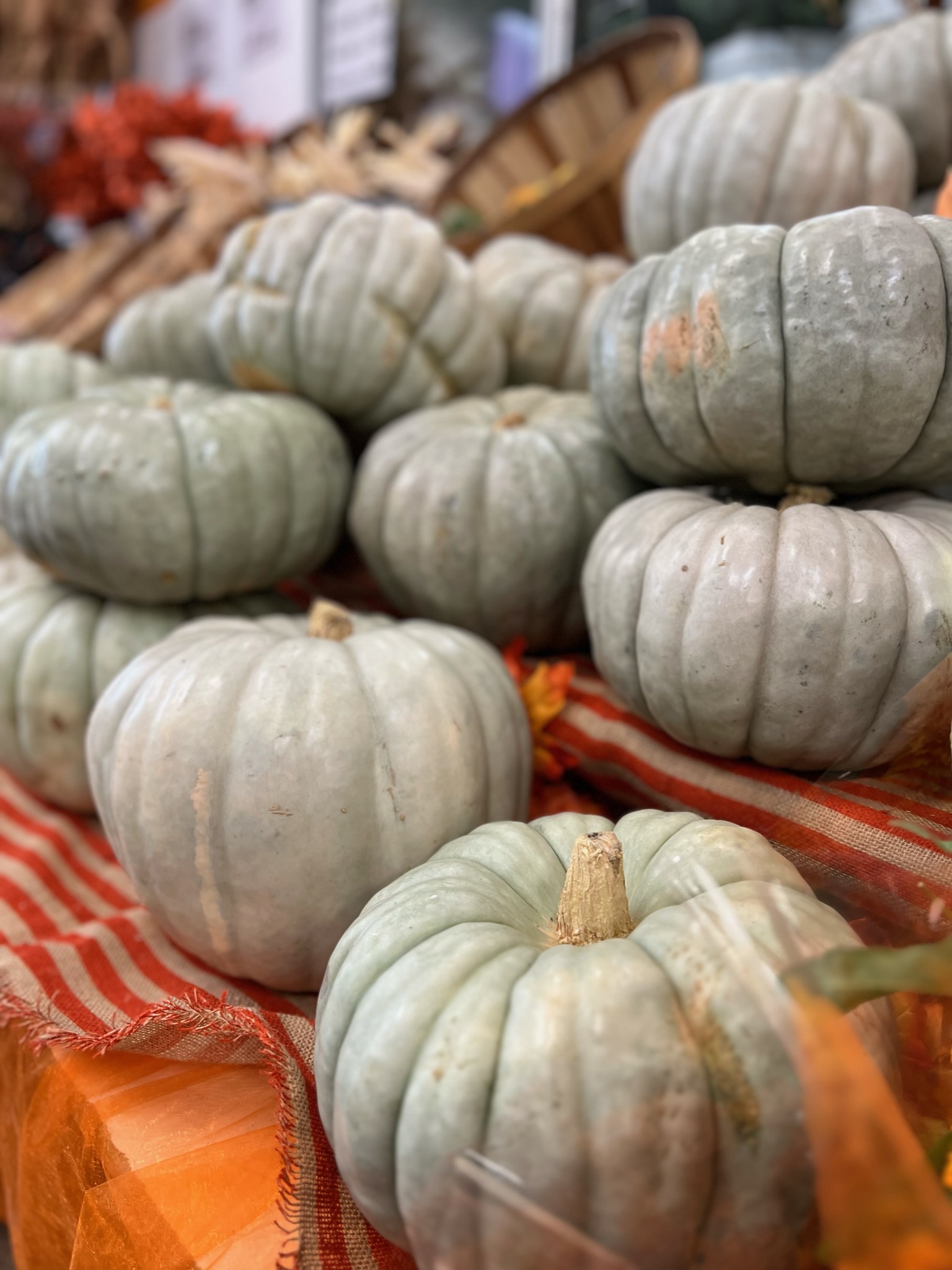 Small-Medium Jarradale Pumpkin from OC Wholesale Flowers Fall inventory