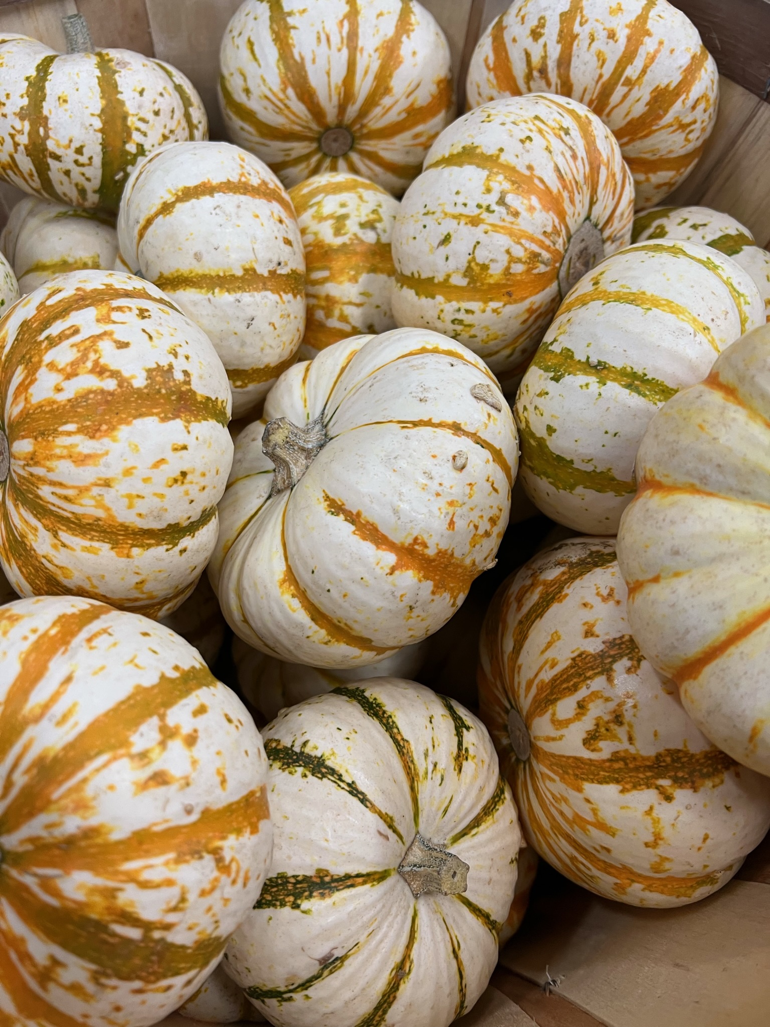Tiger-Striped Pumpkin from OC Wholesale Flowers Fall inventory