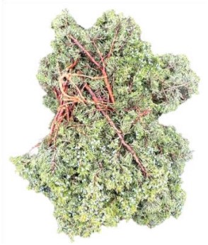 Juniper from OC Wholesale Flowers Christmas inventory