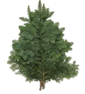 Noble Fir Bough from OC Wholesale Flowers Christmas inventory