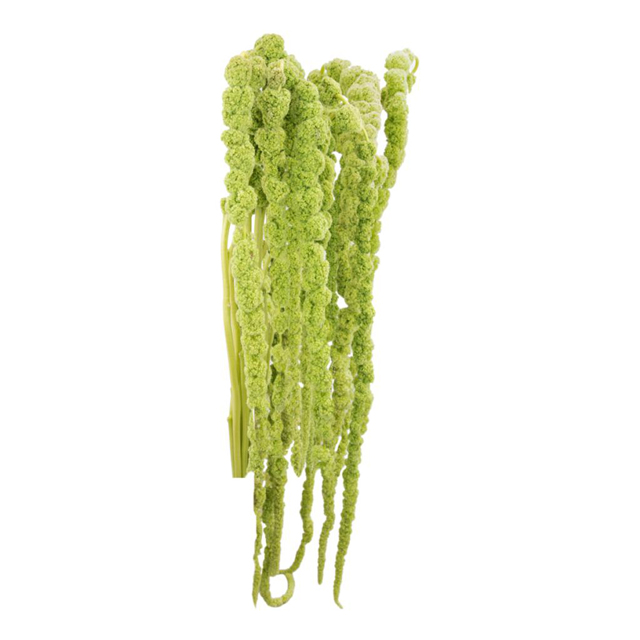Amaranthus