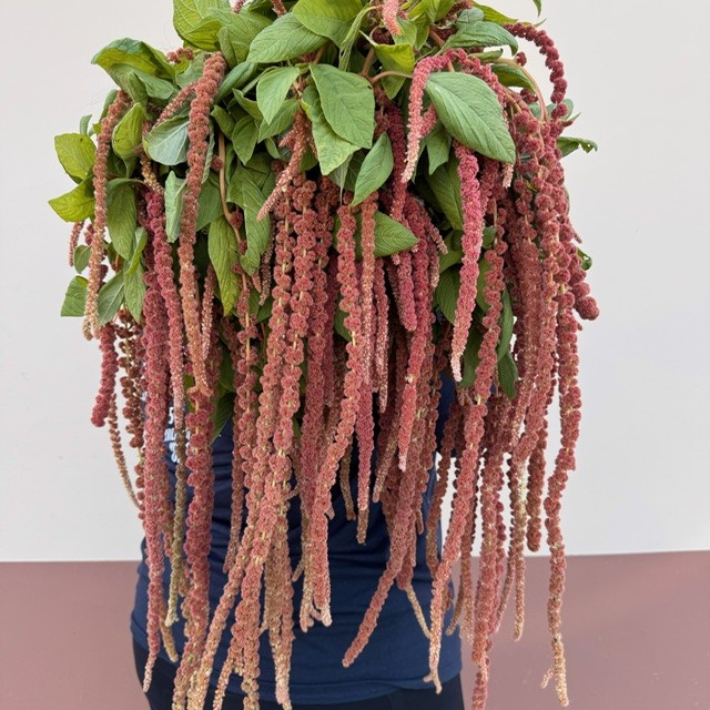 Hanging Amaranthus