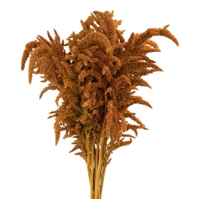 Upright Amaranthus