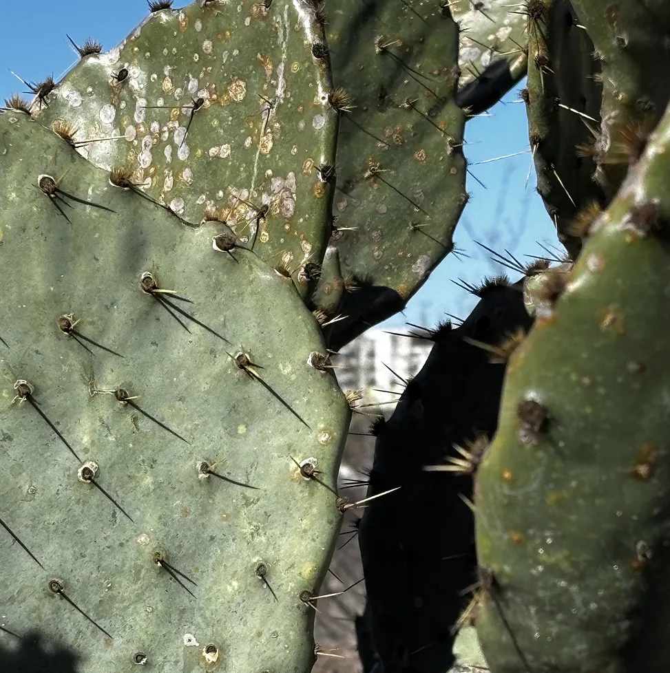 Photograph taken in San Antonio, 2026