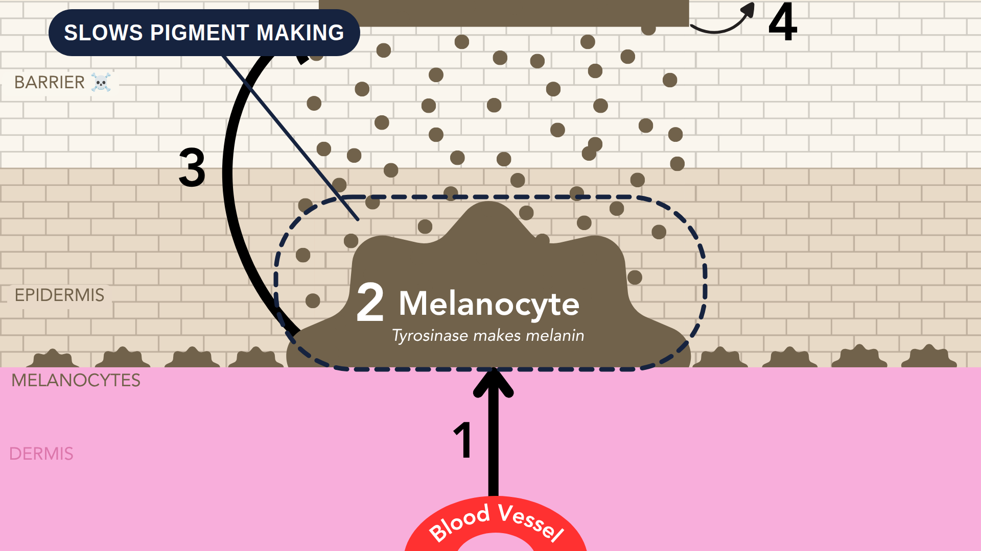 Hydroquinone — diagrams