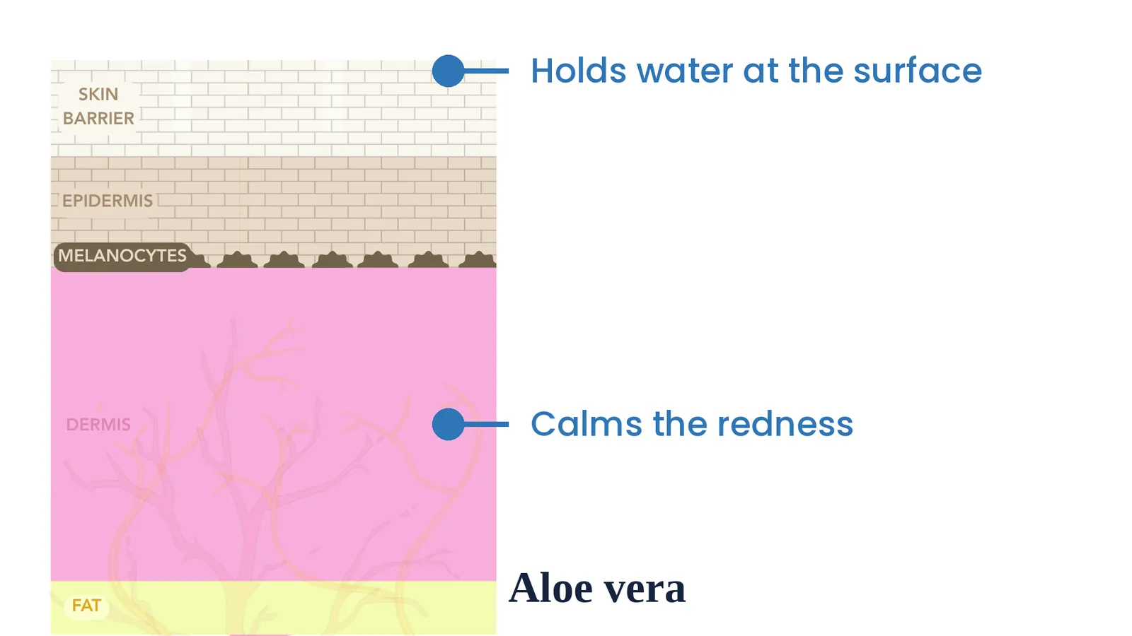 Aloe vera