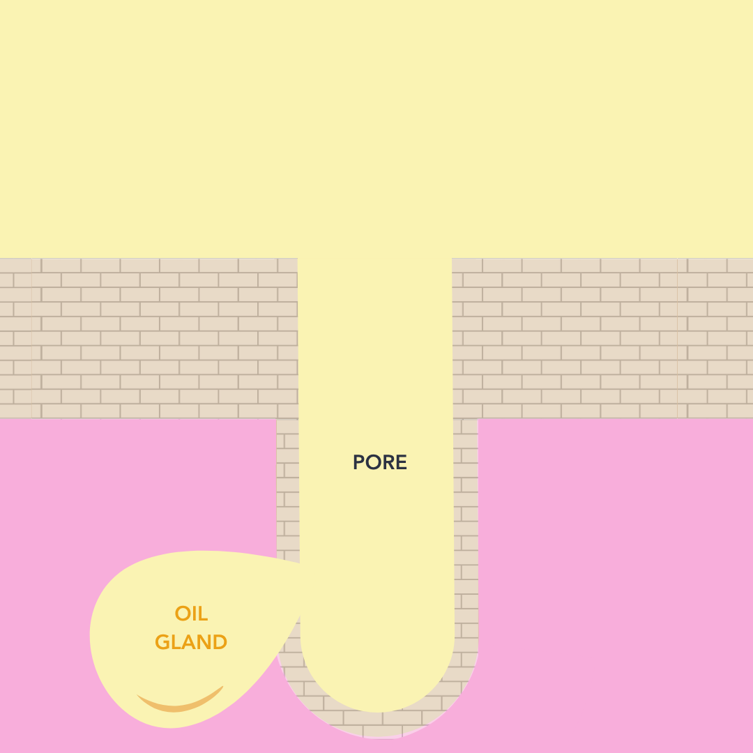 no surfactant: skin cross-section showing how much of the skin's own oil is left