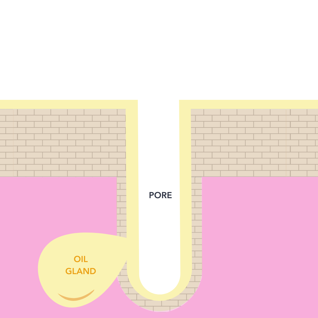 sulfates and sulfonates: skin cross-section showing how much of the skin's own oil is left