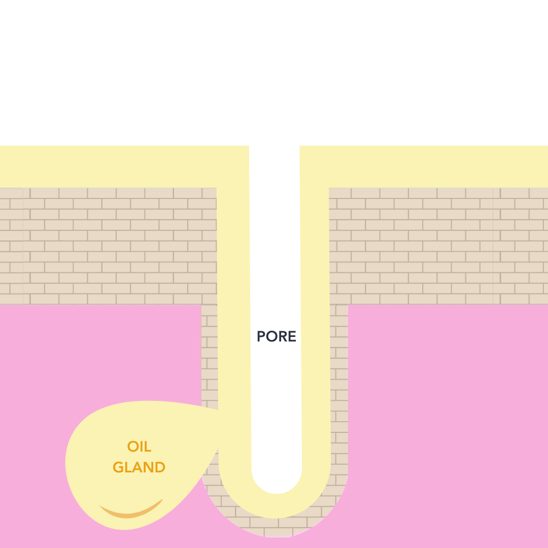 mild anionics: skin cross-section showing how much of the skin's own oil is left