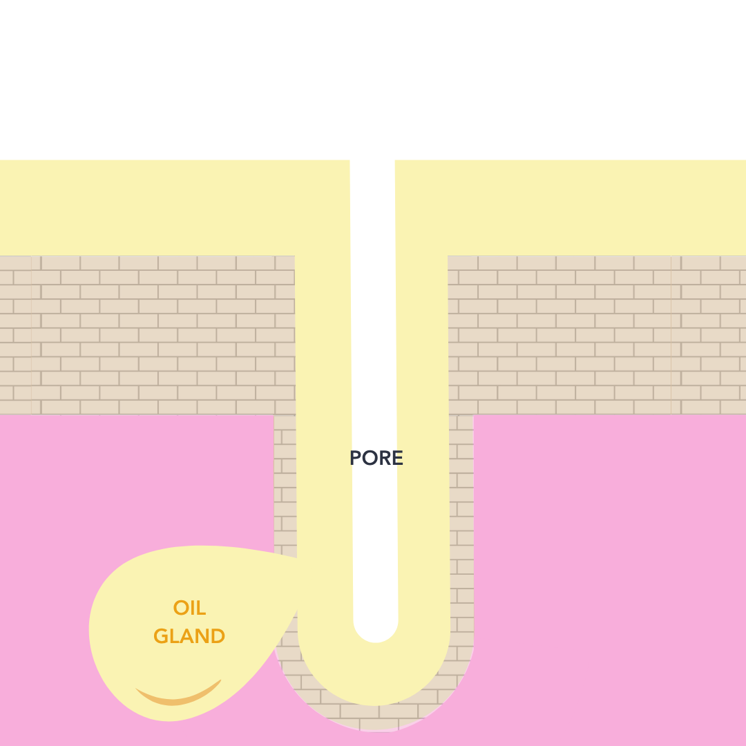 amphoterics: skin cross-section showing how much of the skin's own oil is left
