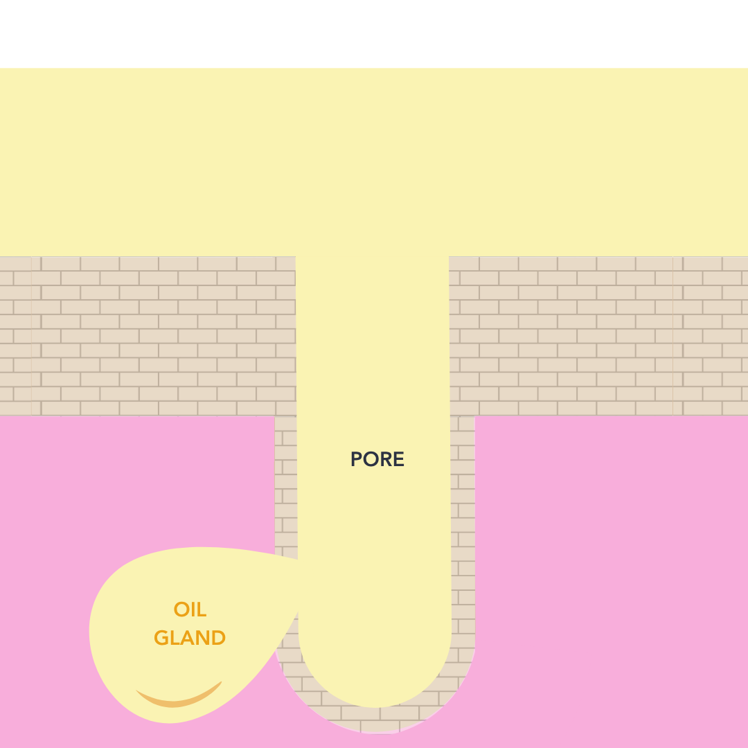 nonionics: skin cross-section showing how much of the skin's own oil is left