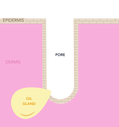 Cross-section of a pore: normal pore