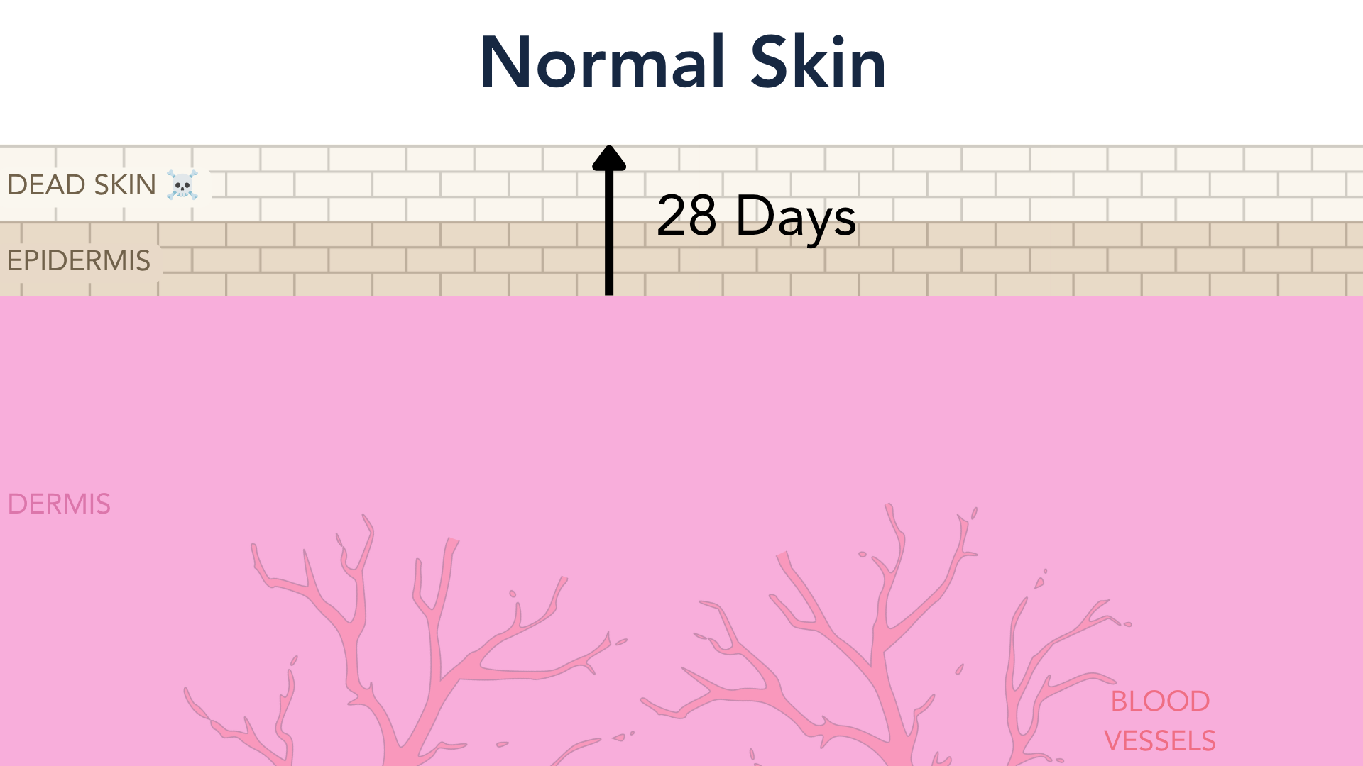 Cross-section of healthy skin, with an arrow showing cells taking about 28 days to travel from the base of the epidermis to the surface.