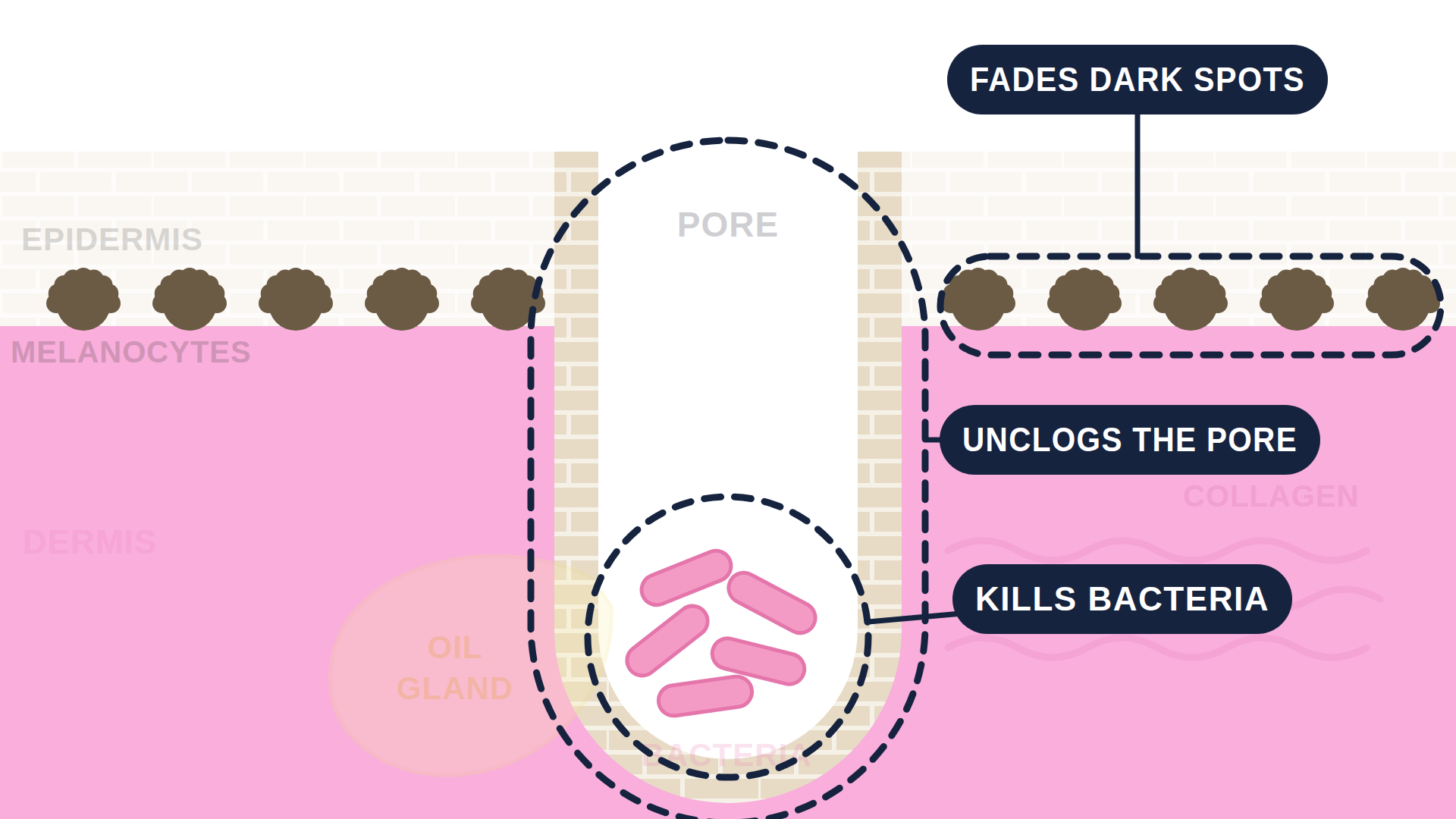 Diagram: how Azelaic Acid 15% (Finacea) works in the skin