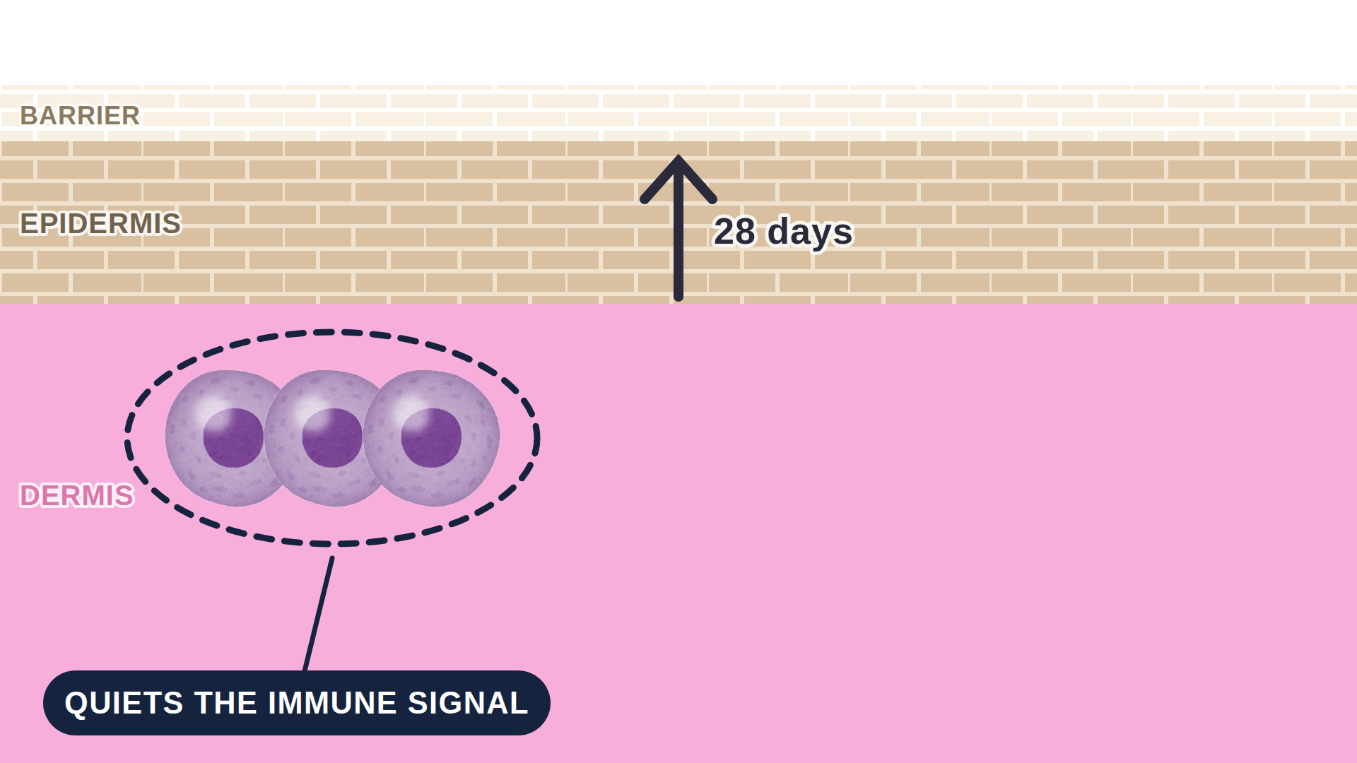 Diagram: how Roflumilast Cream (Zoryve) works in the skin