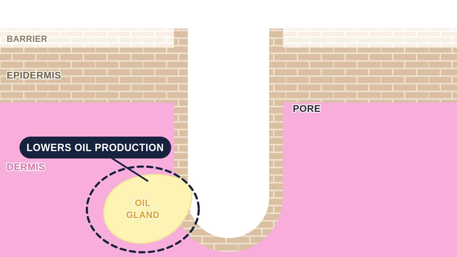 Diagram: how Birth Control Pills works in the skin