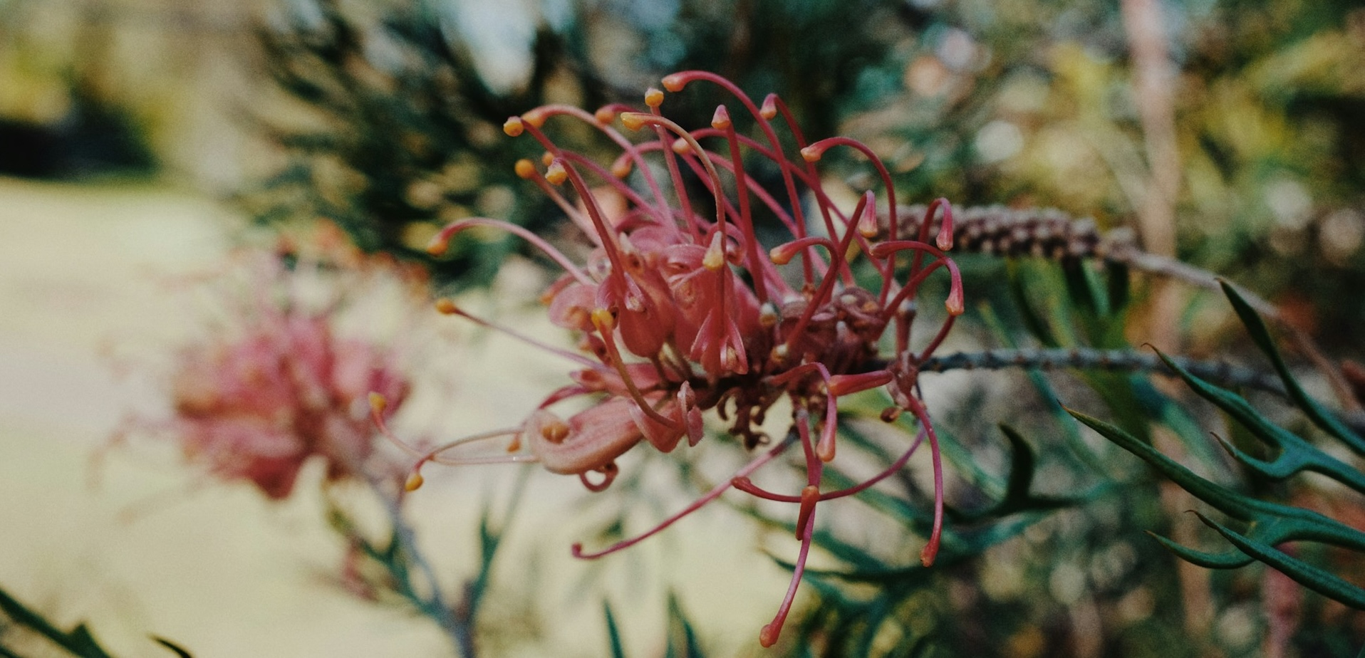 flower in garden