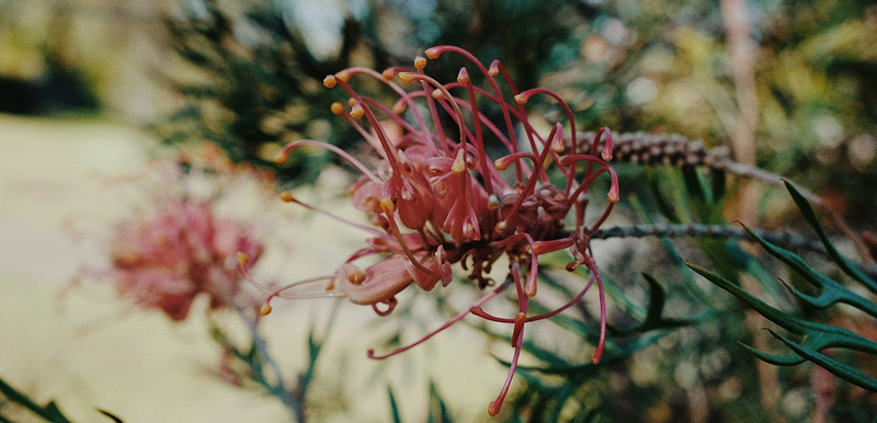 flower in garden