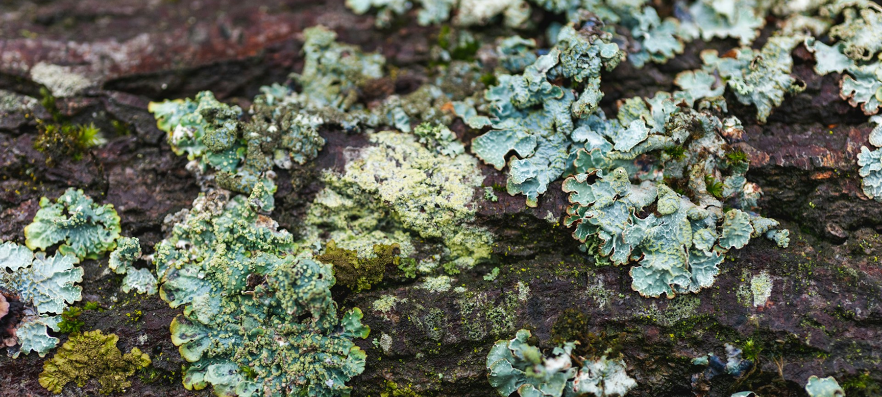 green moss growing on log