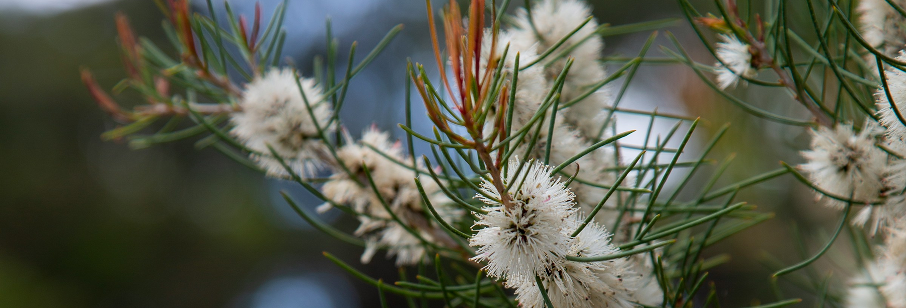 Wittunga Botanic Garden Australia flower