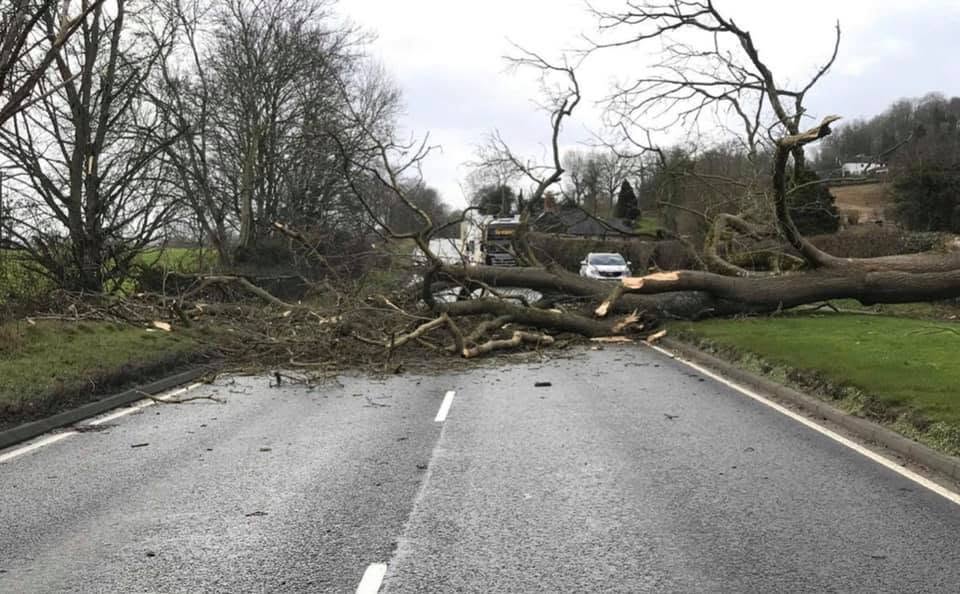 Large fallen tree blocking a rural road with vehicles stopped behind it under a cloudy sky.
