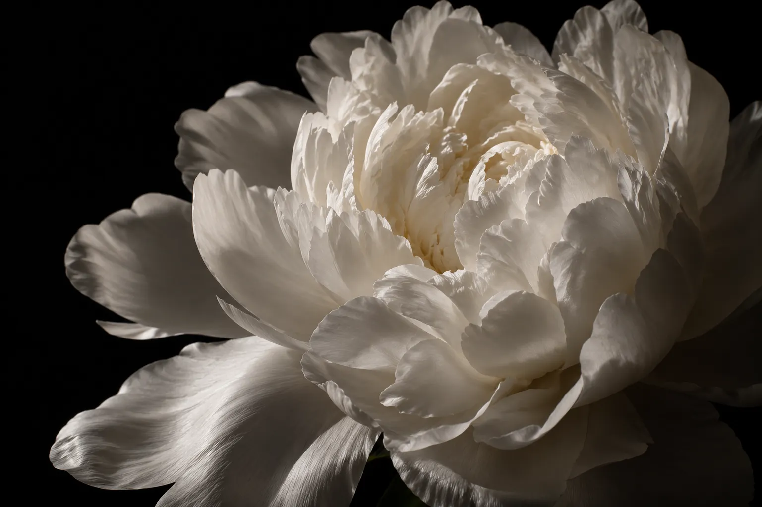 Close-up of a white peony with softly illuminated layered petals