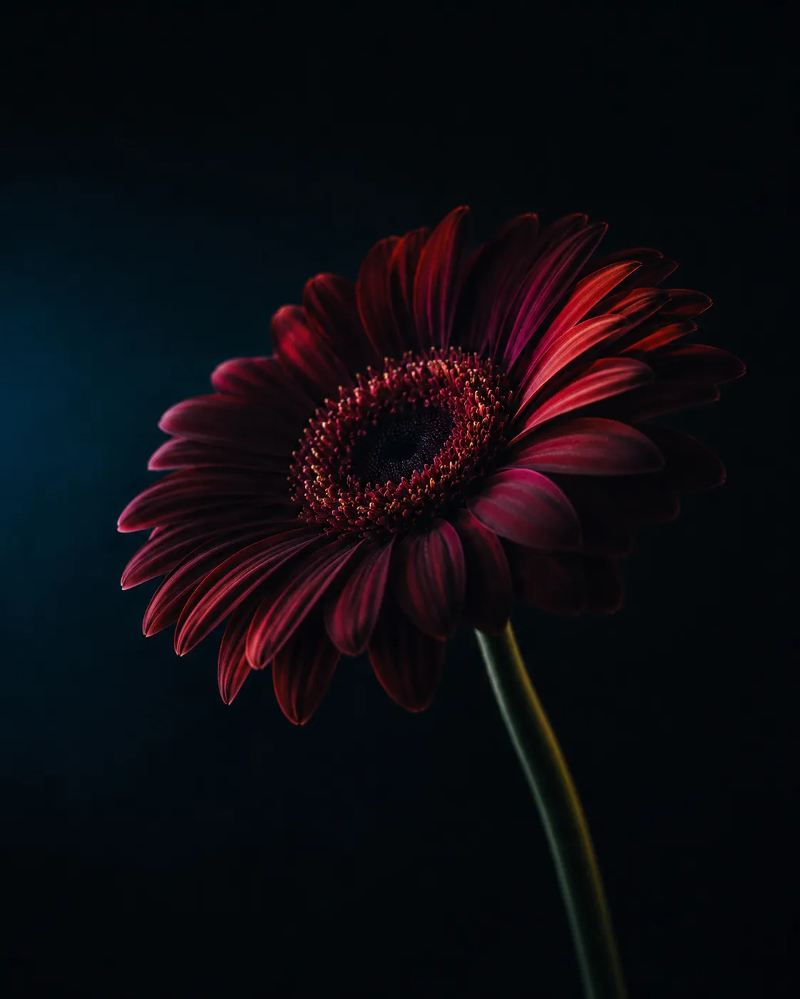 Deep crimson gerbera flower photographed against a dark blue-black background