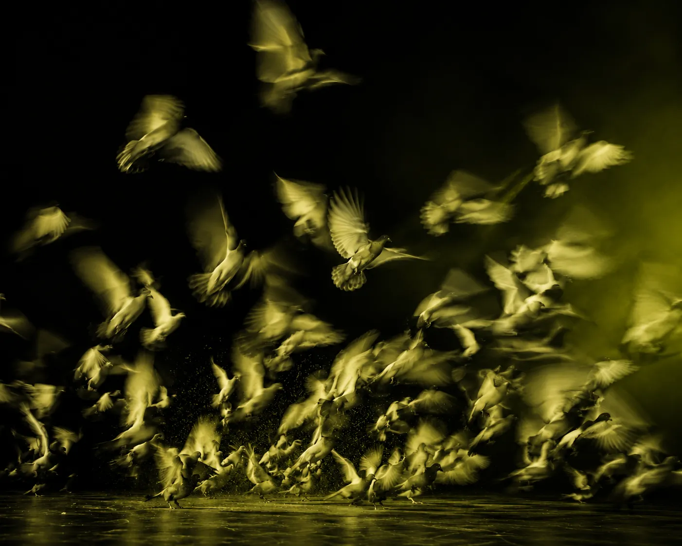 Flock of birds captured in motion under yellow-green light against a black background