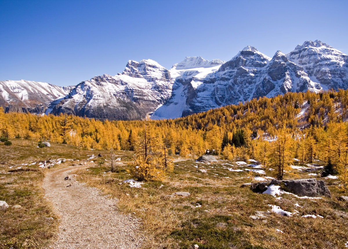 Larch Valley