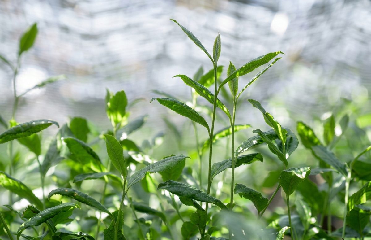 私たちのお茶｜京都茶の蔵株式会社