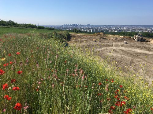 Wildflowers on a hillside next to a dirt excavation site with city skyline in the background.
