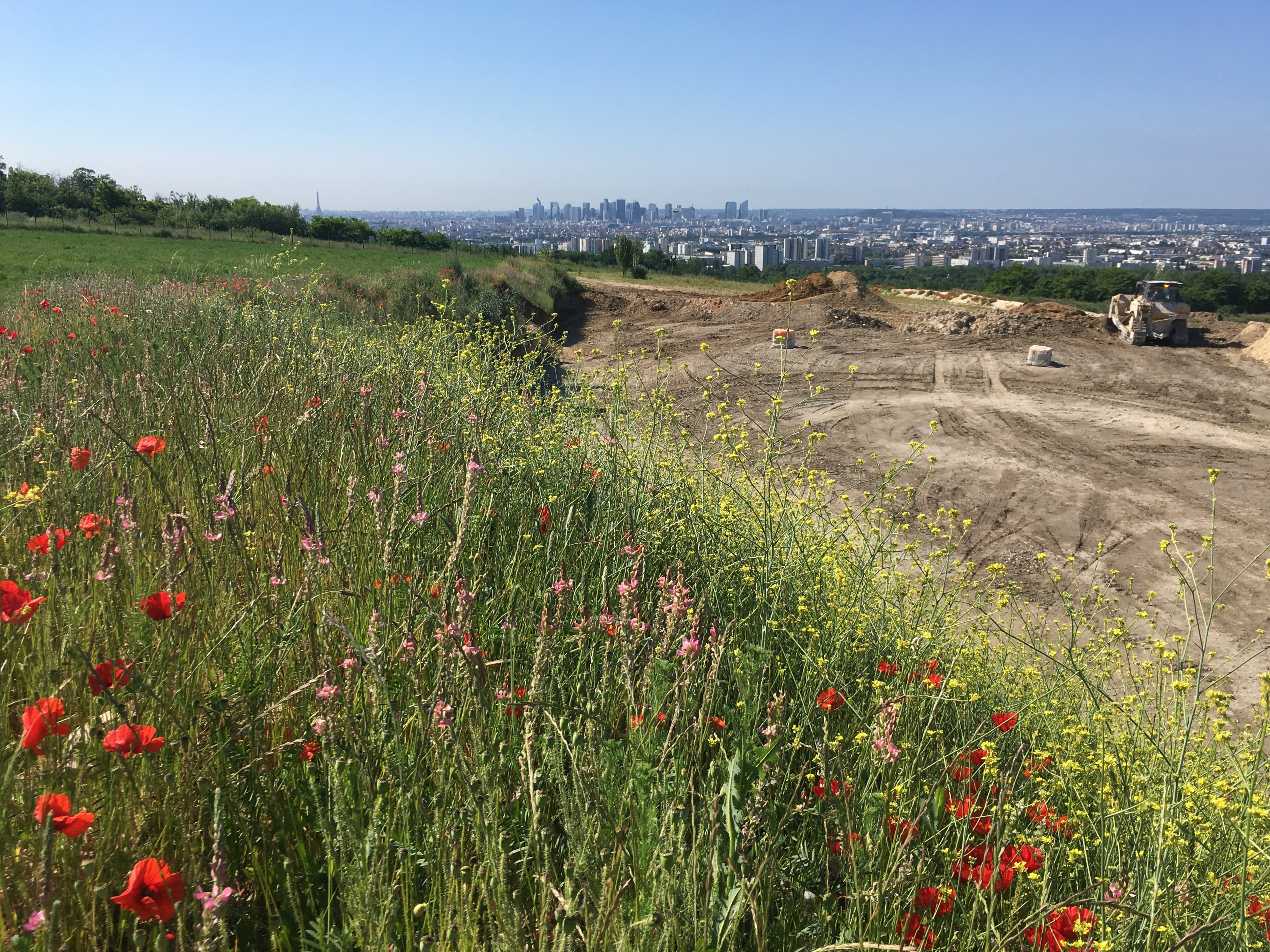 Wildflowers on a hillside next to a dirt excavation site with city skyline in the background.