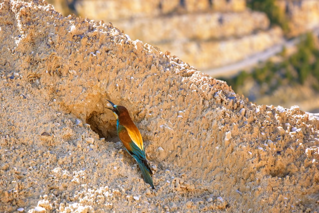 Colorful bird perched on a sandy cliff near a hole, holding an insect in its beak.