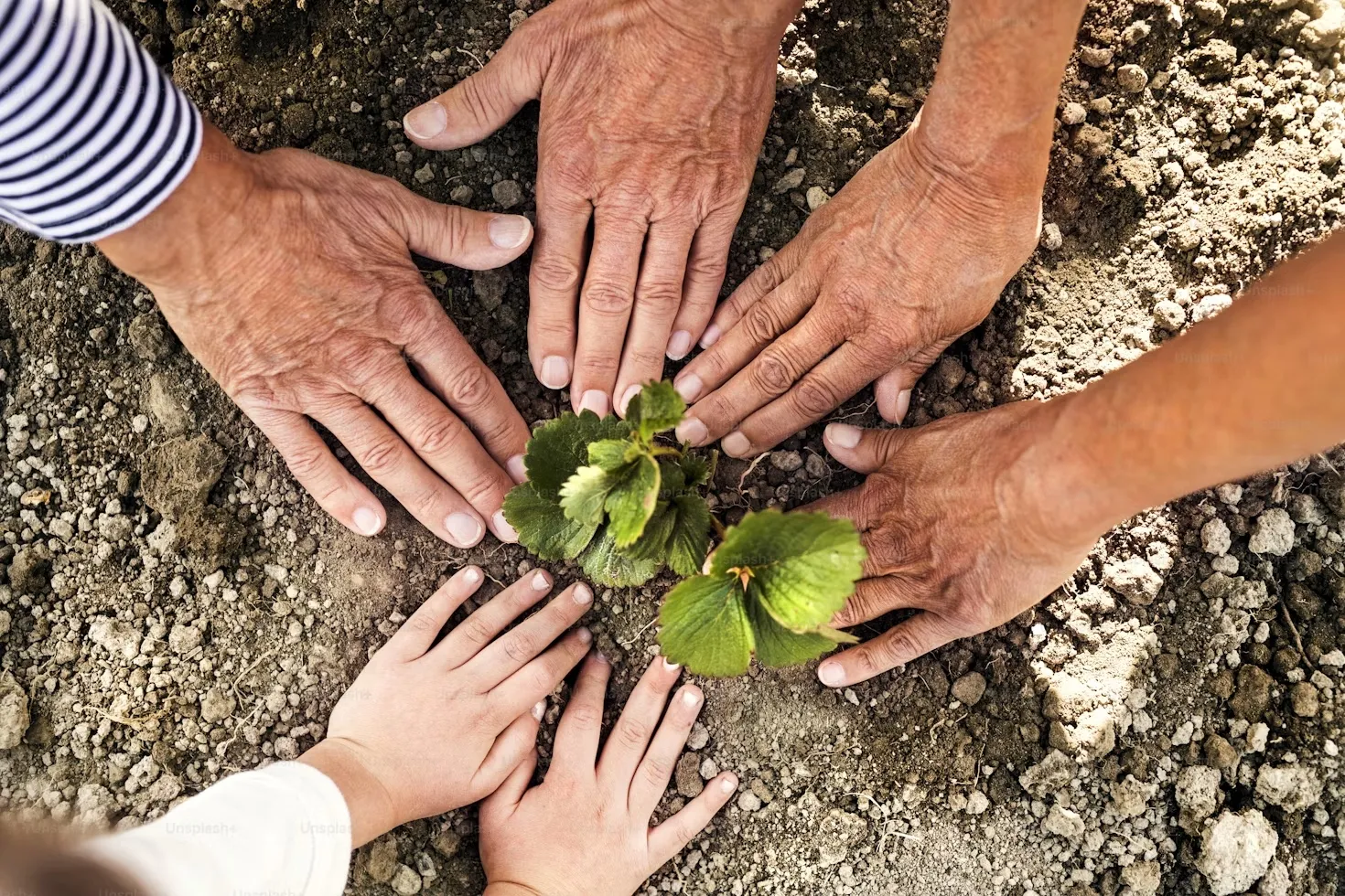 Five hands of different ages surrounding a small green plant growing in soil outdoors.