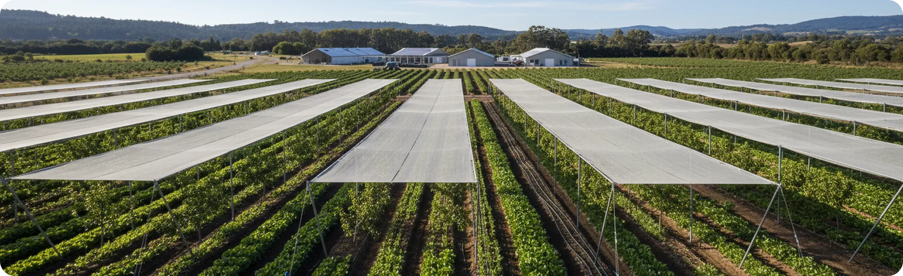 Rows of crops shaded by white agricultural netting