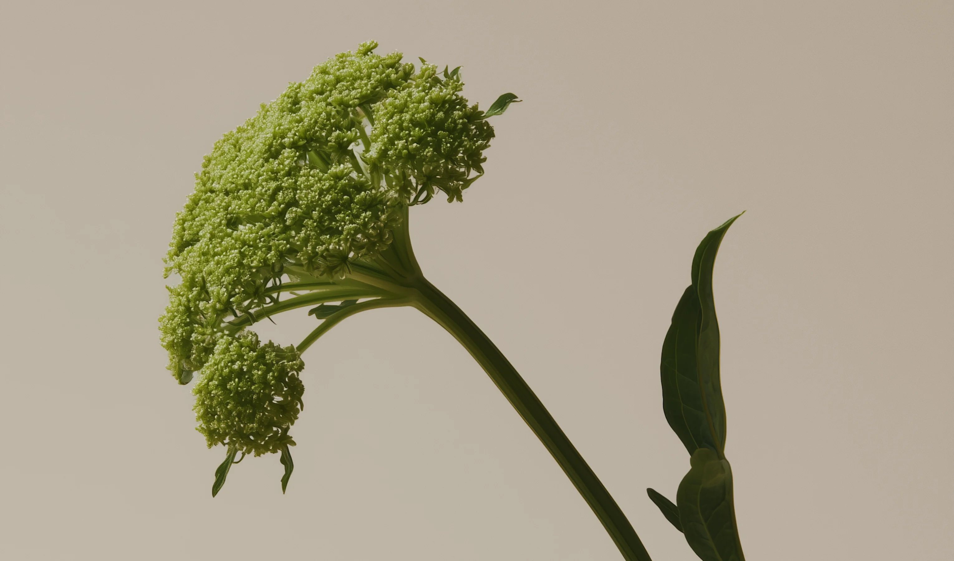 Blog Banner