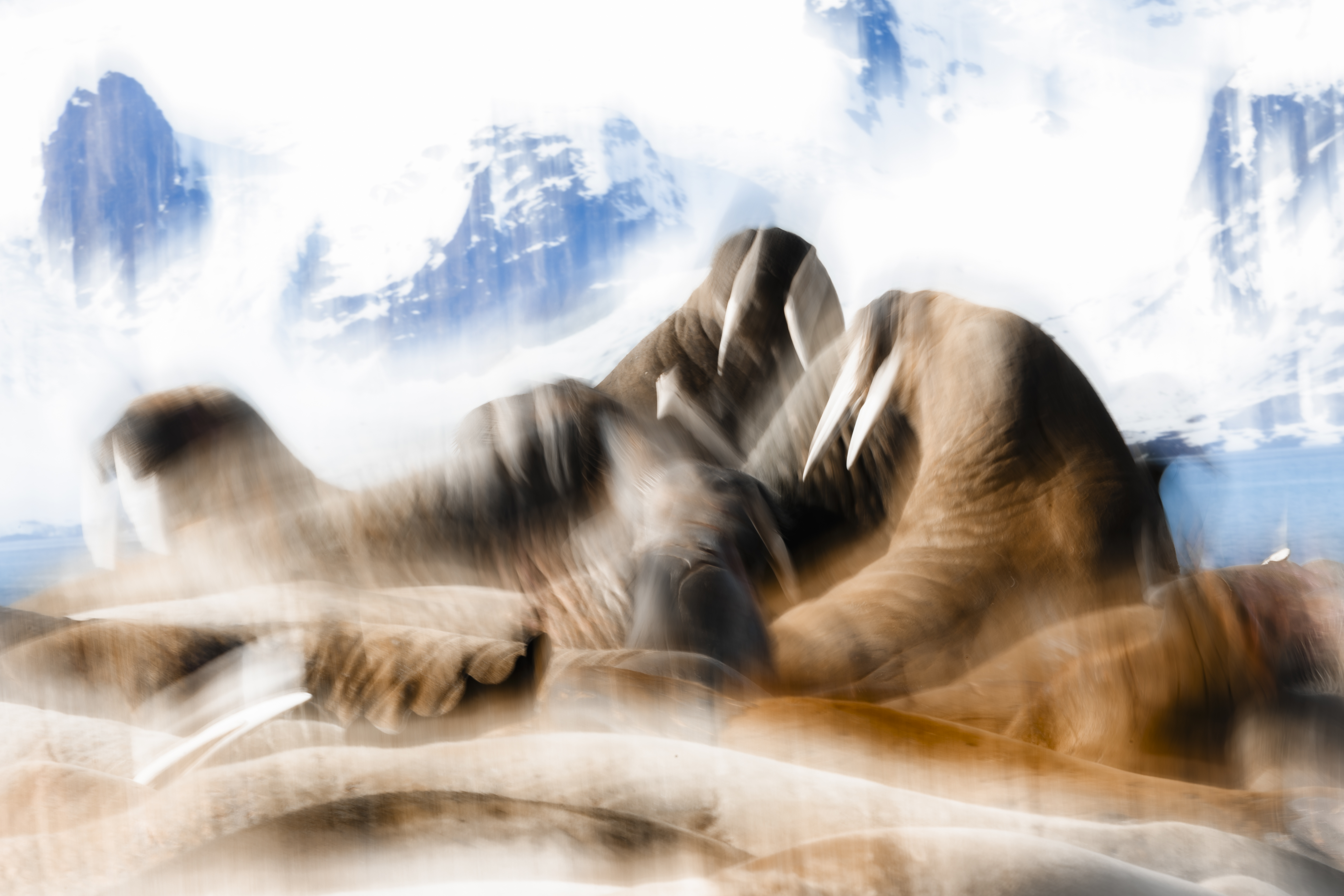 A blurred, painterly abstraction of walruses in warm tawny tones, tusks steaked into pale lines against blue montains