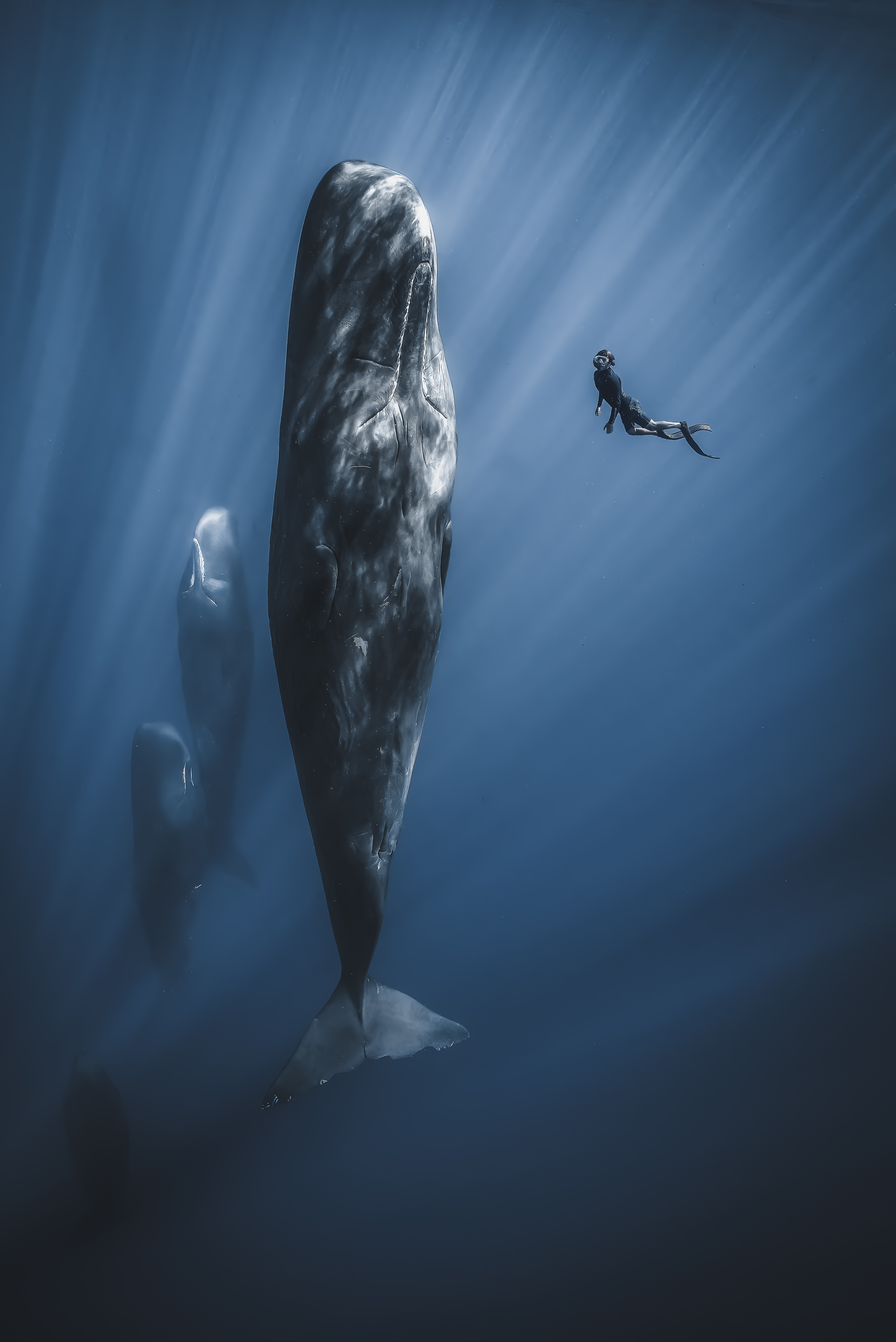 A tiny freediver hovers face-to-face with a huge sperm whale hanging and sleeping vertically in sunlit blue water, two other whales below.
