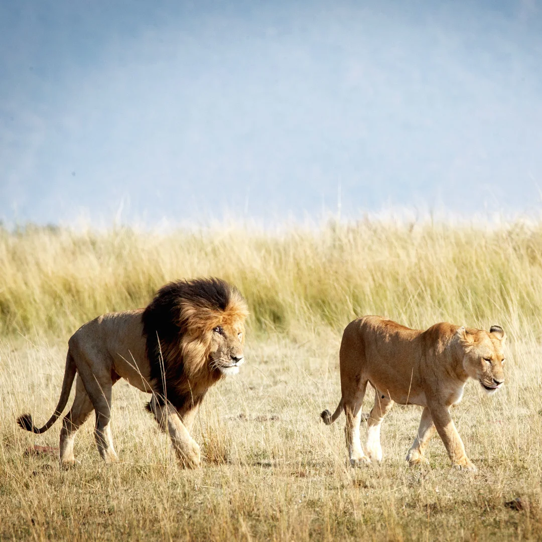 An image of two lions to depict Wandering Lion's brand.