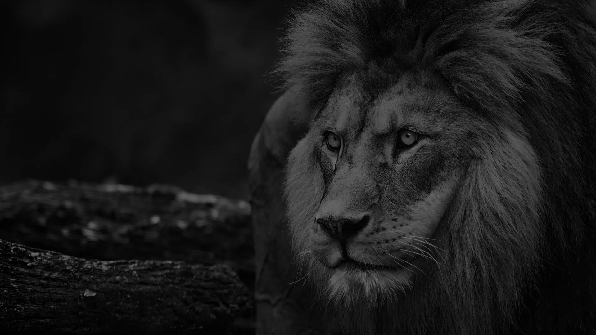 Black-and-white close-up of a male lion looking ahead, representing the calm confidence and direct guidance clients can expect when contacting Wandering Lion.