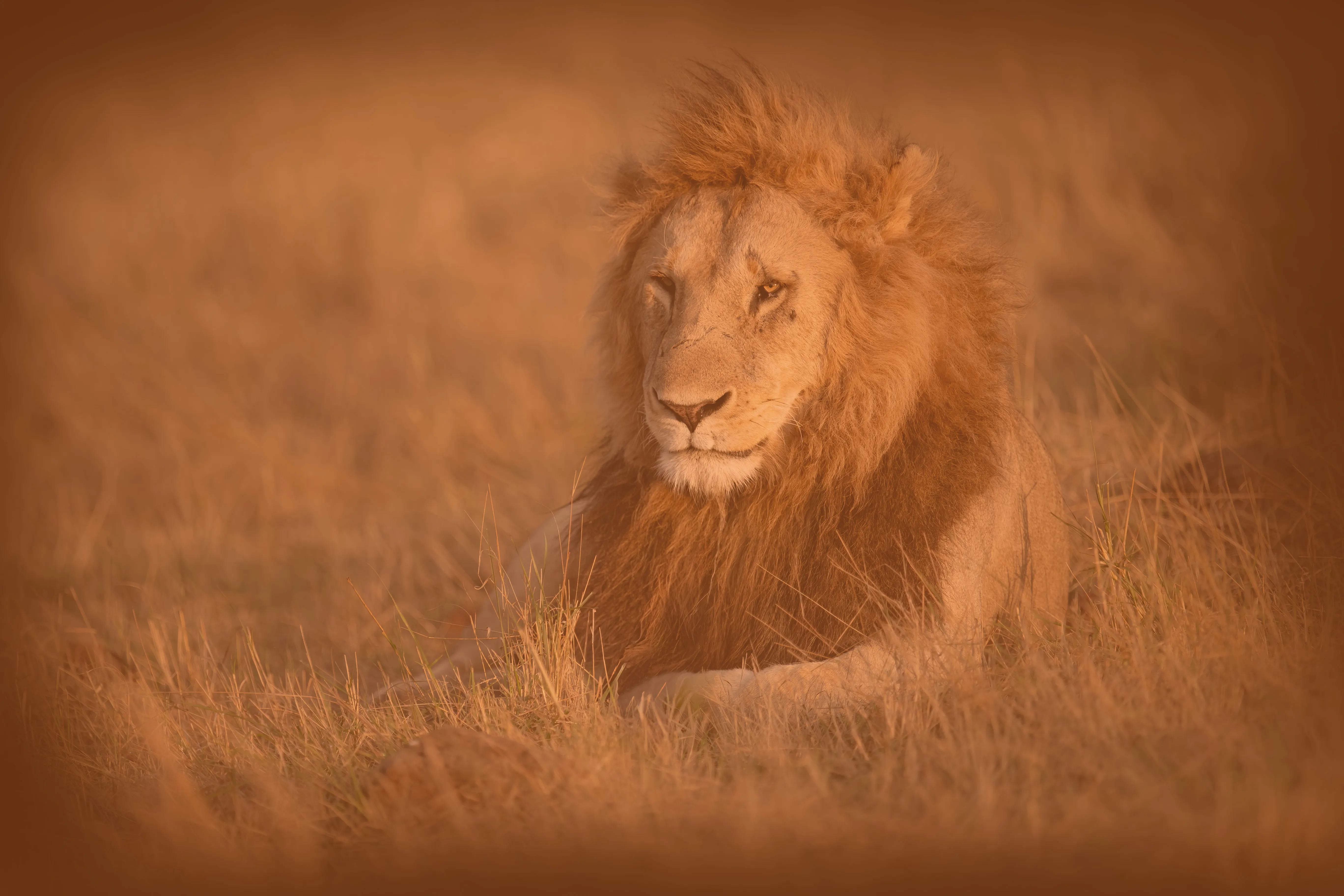 Male lion resting with a steady gaze in Wandering Lion’s warm orange brand treatment, symbolising calm authority, resilience and confident professional leadership.