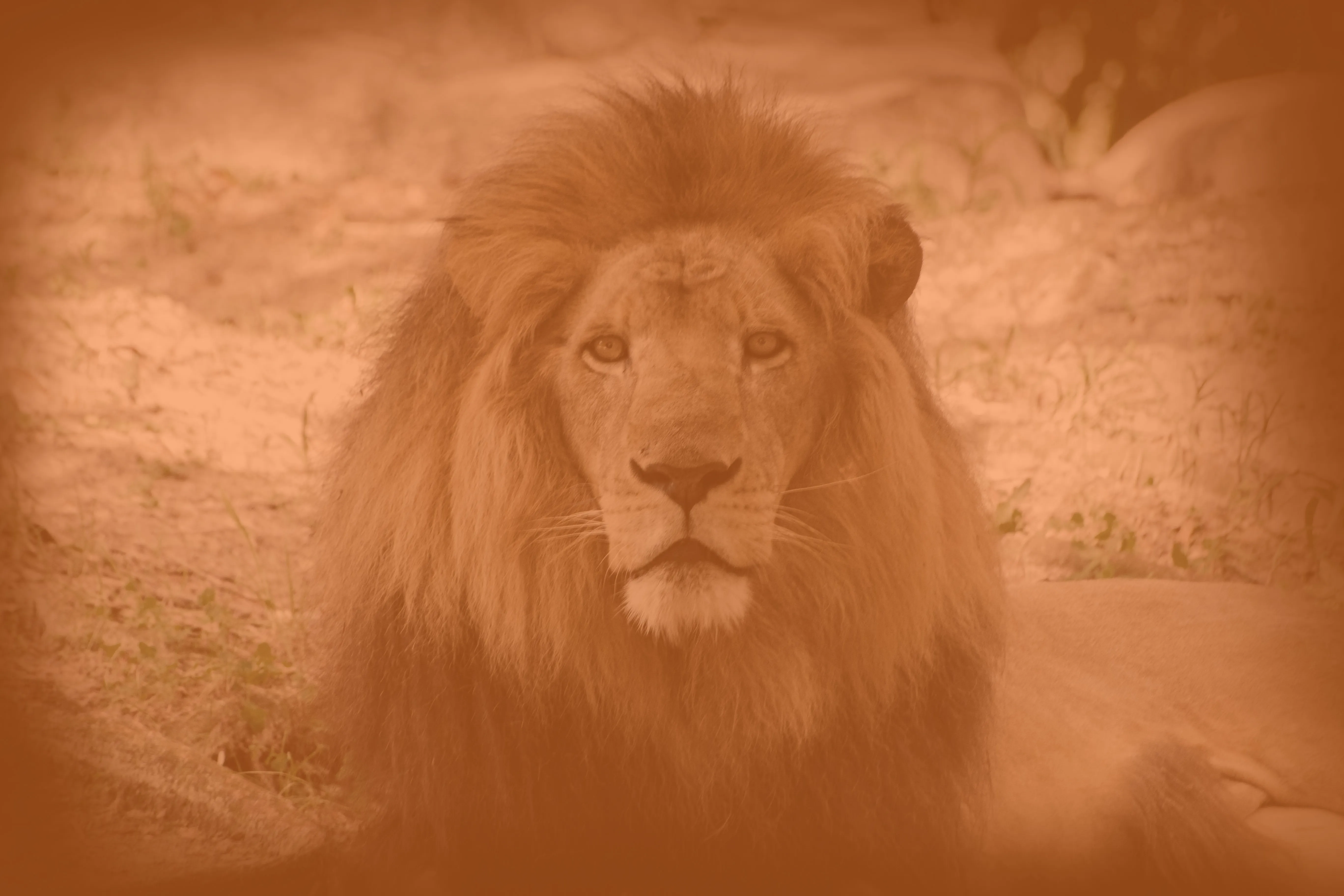 Male lion resting with a steady gaze in Wandering Lion’s warm orange brand treatment, symbolising calm authority, resilience and confident leadership.