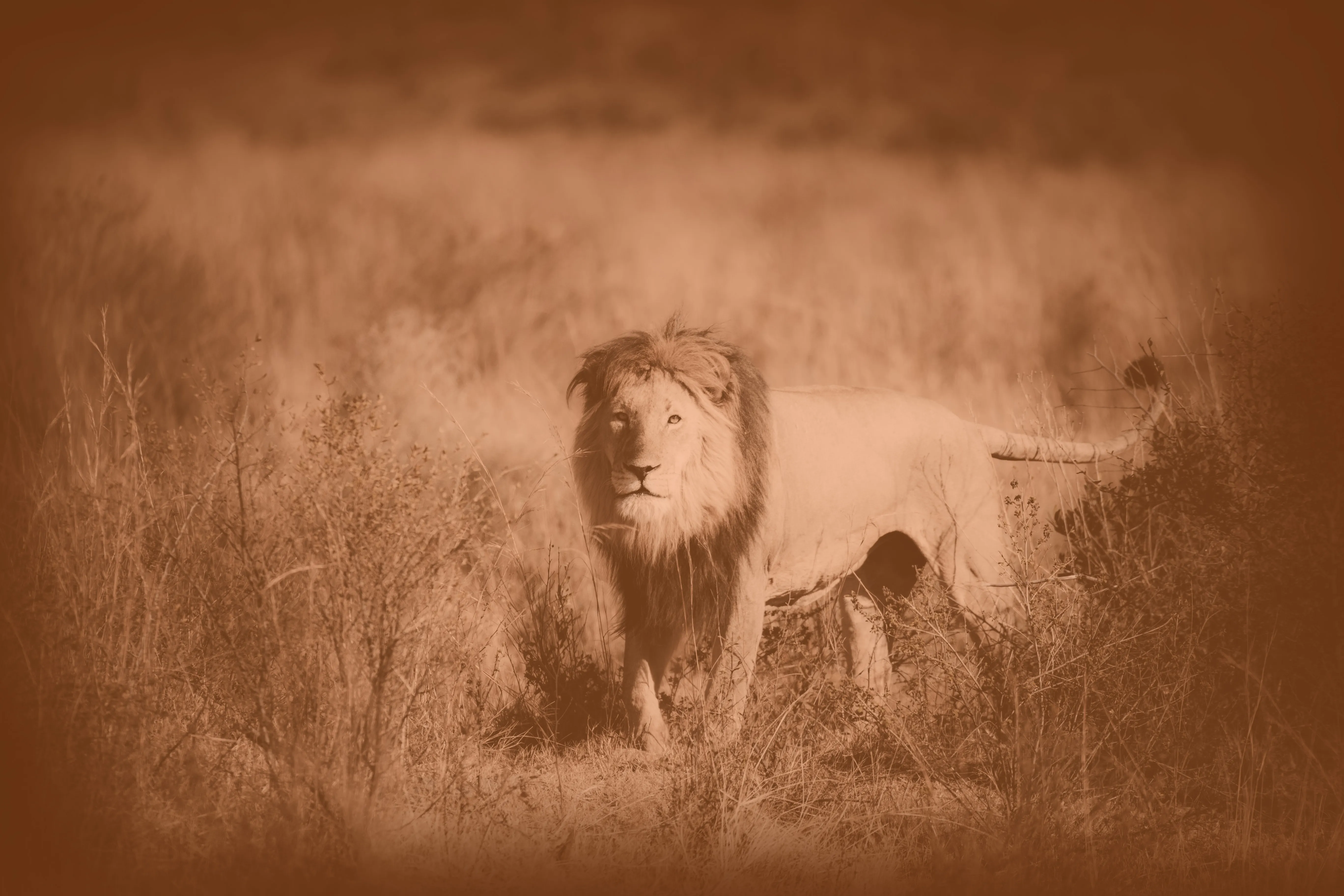 Male lion standing alert in open grassland under Wandering Lion’s warm orange brand treatment, symbolising confident direction, resilience and purposeful growth.